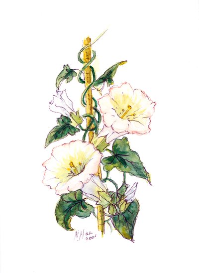 Convulvulus, 2001 de Nell Hill